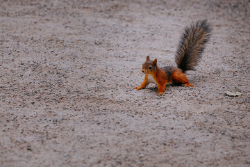 Squirrel