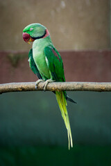 green winged macaw