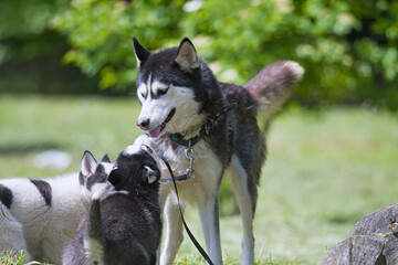 husky with puppies