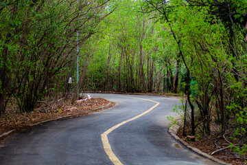 Naklejka premium winding road in the woods