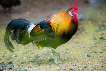 rooster in the garden
