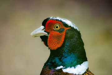close up of a male pheasant