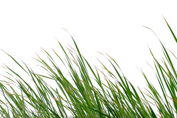 Long green grass and reeds isolated on white background with clipping path and copy space.