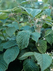 Gardening.Blooming raspberry shoots and green unripe berries in the garden.