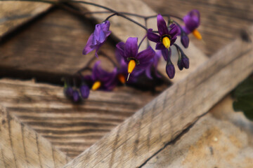 Яркий паслен