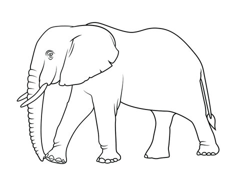 Elephant, line drawing side view picture isolated on white background