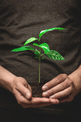 Young passiflora shoot edible or passion fruit. Young green sprout in hands