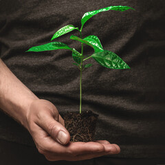 Young passiflora shoot edible or passion fruit. Young green sprout in hands