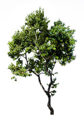 Obraz premium Tree isolated on white background. Suitable for use in architectural design or Decoration work. Used with natural articles both on print and website.
