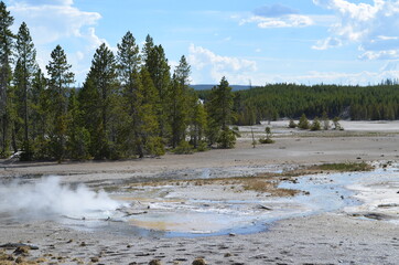 Late Spring in Yellowstone National Park: Norris Sinks Near Branch Spring in the Back Basin Area of Norris Geyser Basin