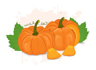 Set of two pumpkin vector illustration with pumpkin leaves