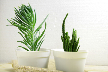 Picture of succulent and cactus that planted on a white pot on a wood table for indoor decoration