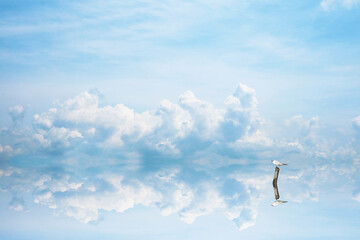reflection bird stand on dry tree on water of lake and blue sky and white cloud