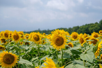 Fototapeta premium 山梨のひまわり畑