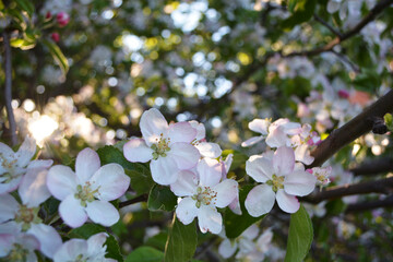 Blossoming apple tree branch in the rays of the sun breaking through flowers, Selective focus