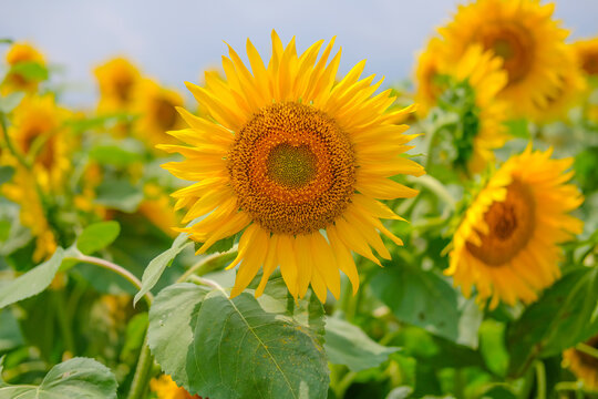 山梨のひまわり畑