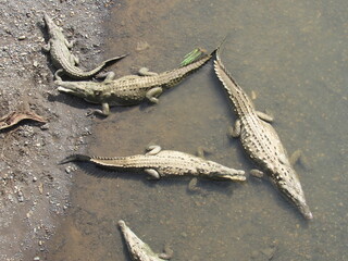 Tarcoles, Costa Rica