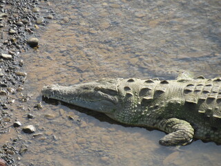 Tarcoles, Costa Rica