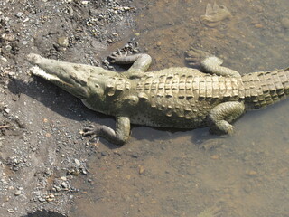 Tarcoles, Costa Rica