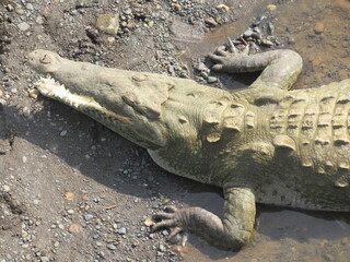 Tarcoles, Costa Rica