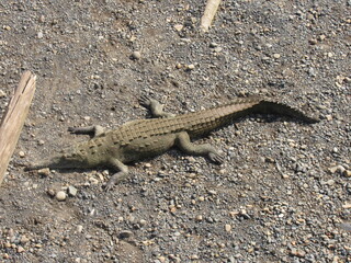 Tarcoles, Costa Rica