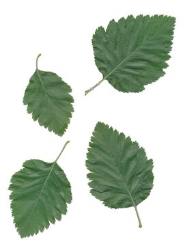 sorbus intermedia tree with green foliage and white flowers