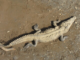 Tarcoles, Costa Rica