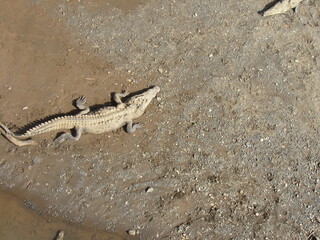 Tarcoles, Costa Rica