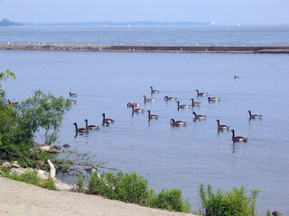 ducks in the lake