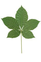 green leaf of Aesculus carnea tree isolated close up