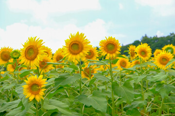 Fototapeta premium 山梨のひまわり畑