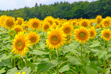 Obraz premium 山梨のひまわり畑