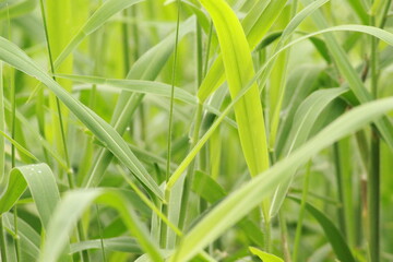 fresh green grass