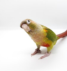 parrot on a white background