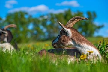 Portrait of a domestic goat on the field photographed close-up.