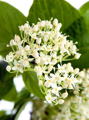Cornus sanguinea bush with white flowers at spring