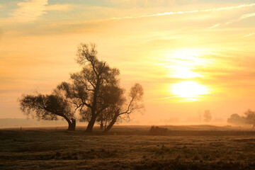 Naklejka na ściany i meble Foggy morning in the field, Poland