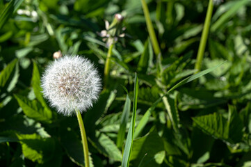 White dandelion flower on fresh dark green background. Close-up view of dandelion with copy space.