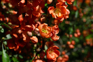 Spring flowering bush. The bush blooms in orange flowers. Flowering bush of Japanese quince.