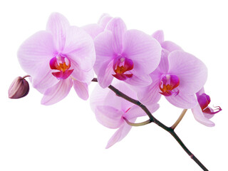 Naklejka na ściany i meble Orchid Phalaenopsis with pink flowers close up