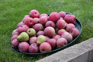apples in a basket