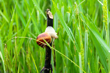 Snail in the grass