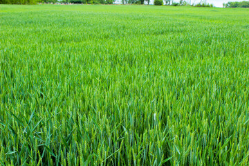 green wheat field