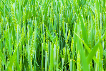 green wheat field