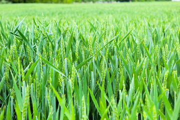 green wheat field