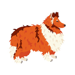 Collie long haired breed dog flat vector illustration. Grooming fan and pet care concept. Red, white and brown fur. Cute animal. For social networks stickers, online encyclopedia, guide, vet manual.
