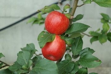 apples on tree