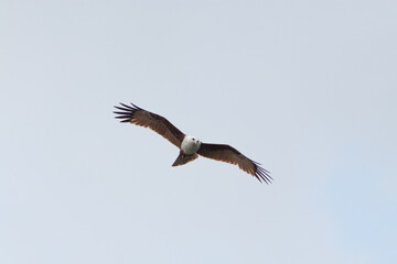 Eagle,hawk in the isolated sky