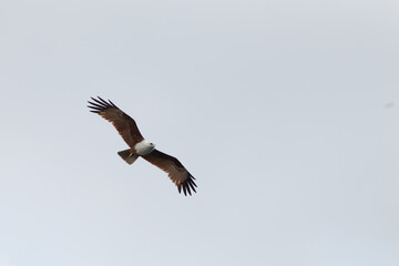 Eagle,hawk in the isolated sky