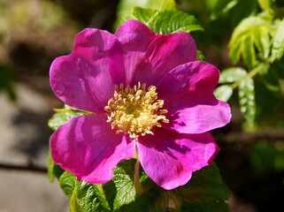 purple flower with yellow pollen of rosa canina bush